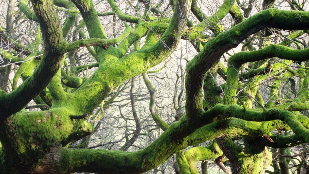 twisted oaks about us at porth-y-parc